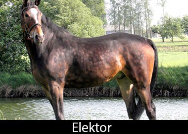 Elektor