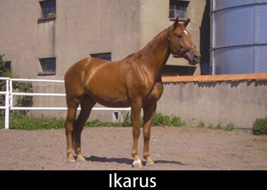 Ikarus