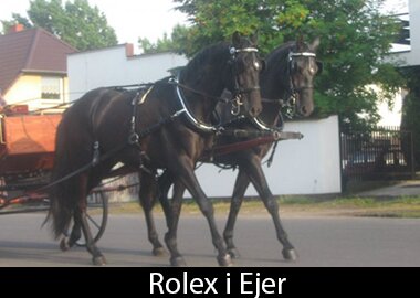 Rolex i Ejer