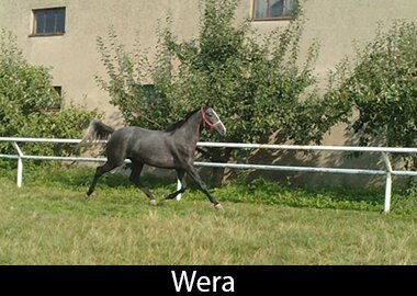 Wera