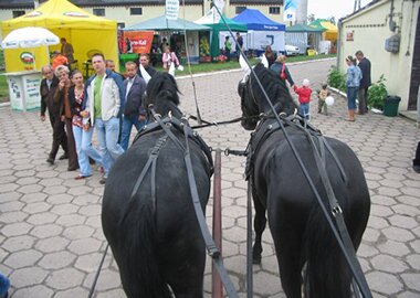 damonisarmata