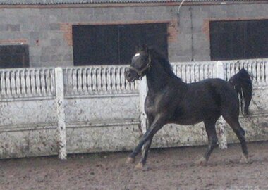 damonisarmata