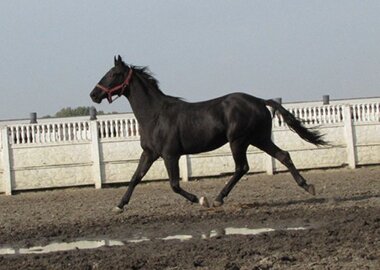 eros