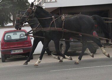 horseniepolet
