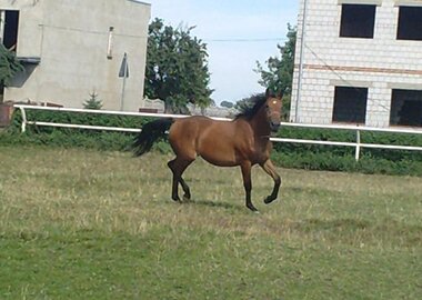 ines