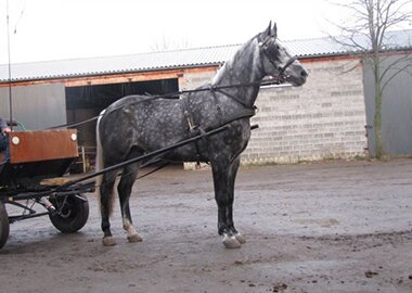 ivo
