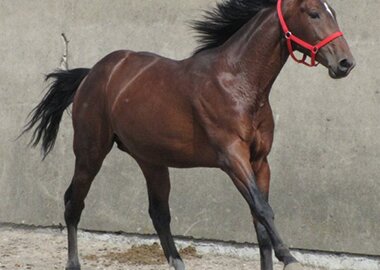 kusy