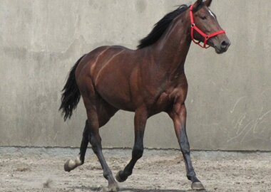 kusy