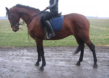 tymianek