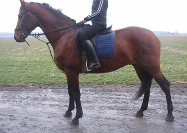tymianek
